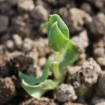 Peas_4