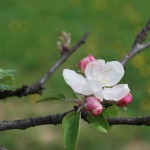 Apple Blossoms