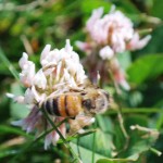 Honey bee_3