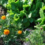 lettuce and marigolds