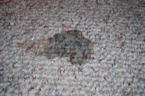 How to Remove Rubber Cement Stains from Carpet