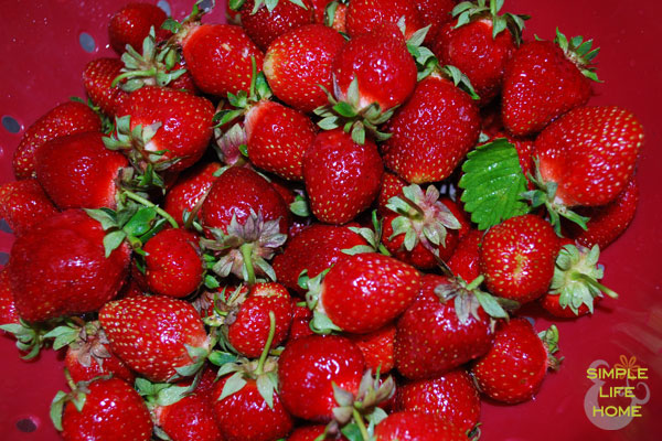 first-strawberries