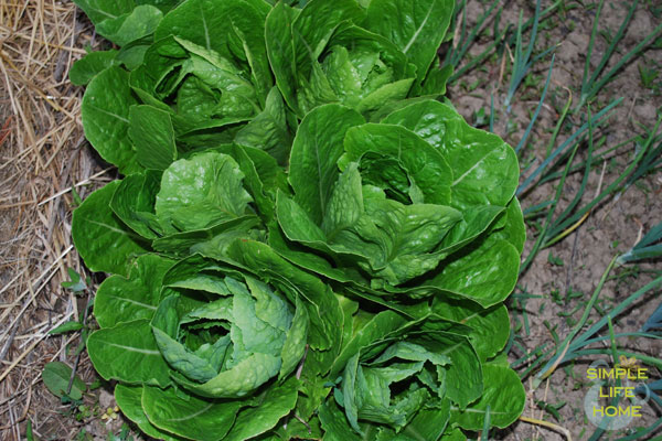 lettuce