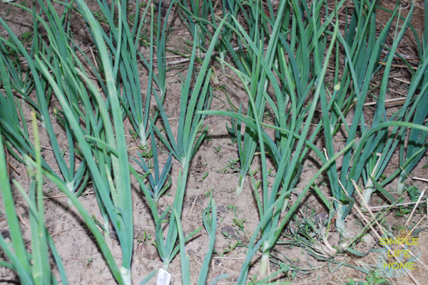 onions