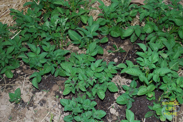 spring-potatoes